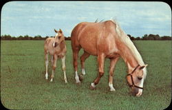 Palomino Beauties Postcard