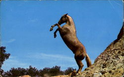 Rick Horses Postcard Postcard