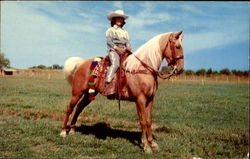 A Fine Palomino Of The Southwest Postcard
