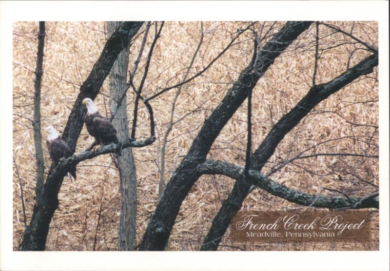 Bald Eagles at French Creek Project Meadville Pennsylvania