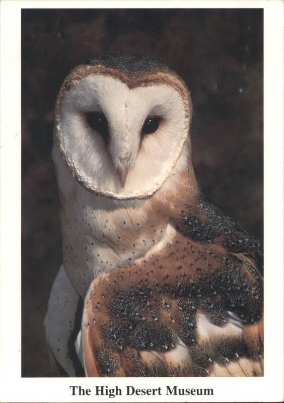Common Barn Owl at The High Desert Museum, Bend Oregon
