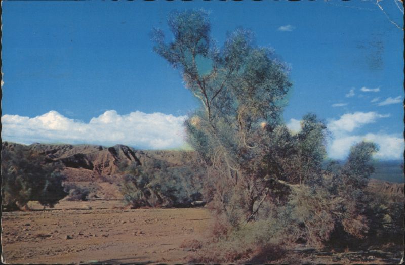 Smoke Trees on the Desert, Colorado Desert Hubert A. Lowman