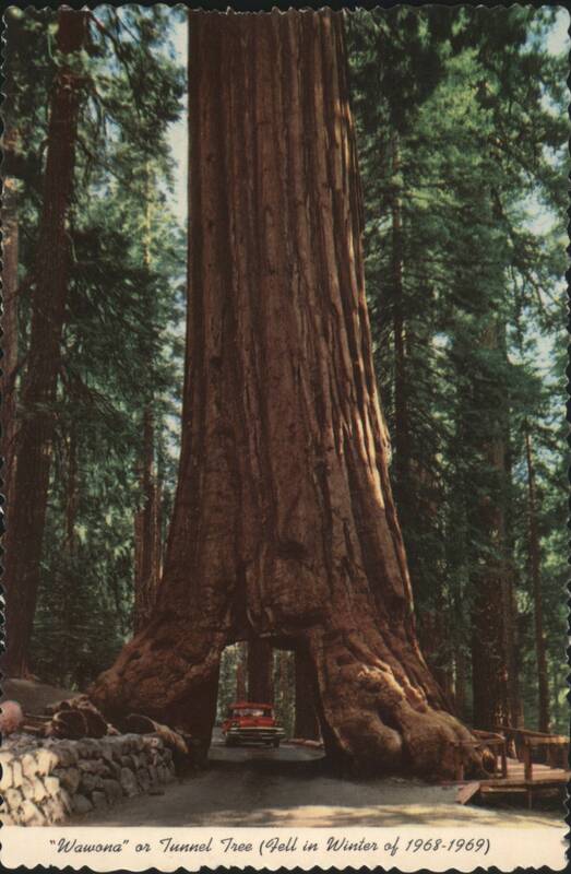 Wawona Tunnel Tree, Mariposa Grove Big Trees Yosemite National Park California