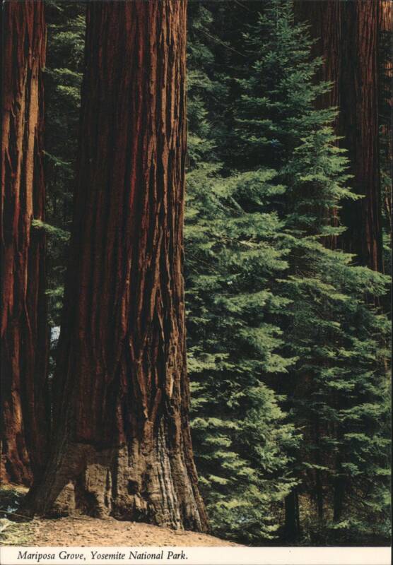 Giant Sequoias, Mariposa Grove, Yosemite National Park California