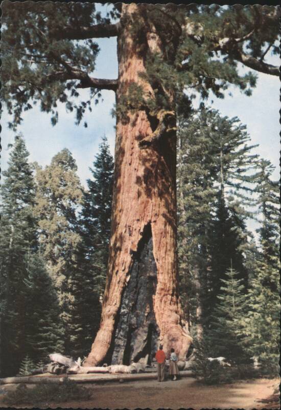 Grizzly Giant Sequoia, Mariposa Grove, Yosemite NP California