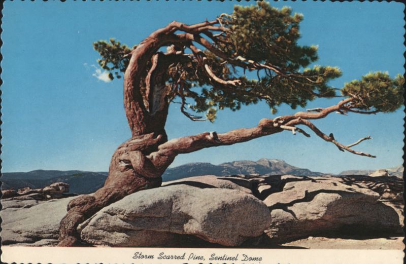 Storm Scarred Pine, Sentinel Dome, Yosemite National Park California