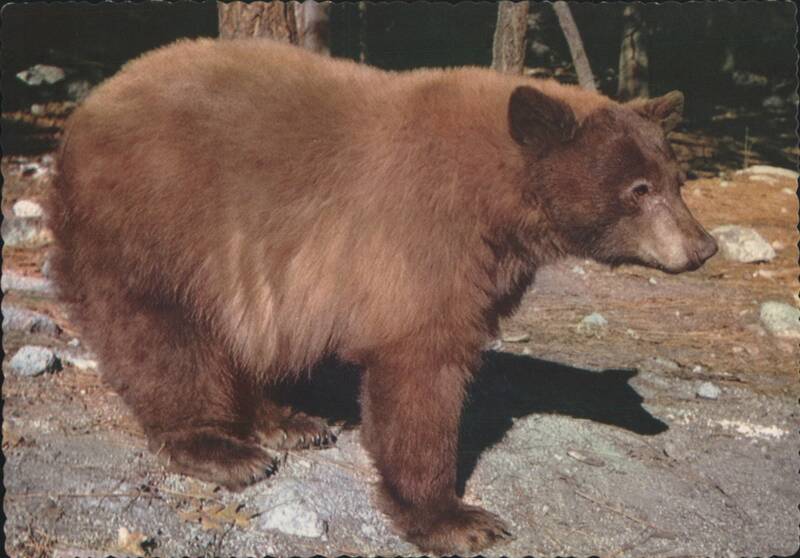 American Black Bear, Yosemite National Park California