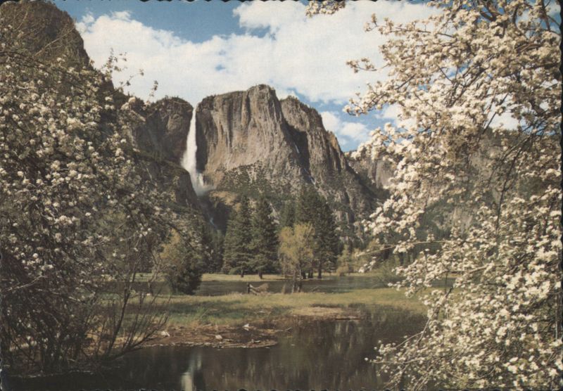 Yosemite Falls in Spring, Blossoms Frame Cliffs California