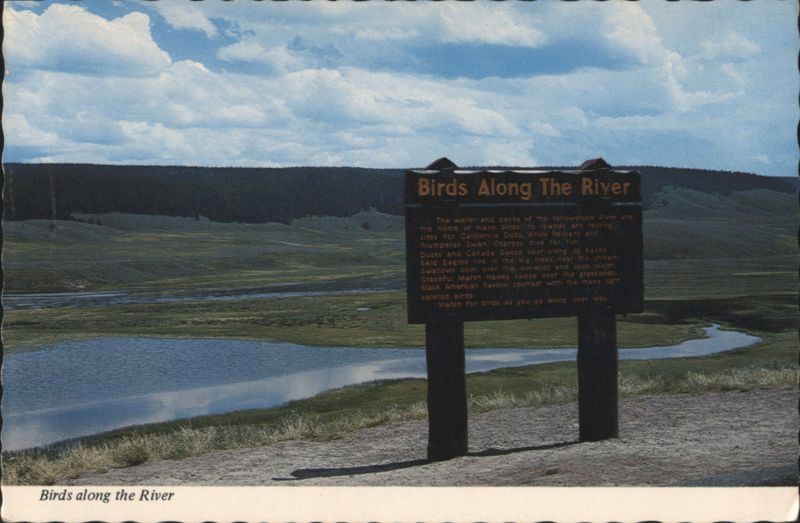 Birds Along The River, Yellowstone National Park Wyoming