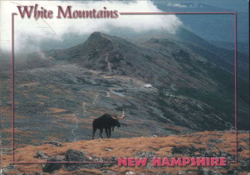 Bull Moose, White Mountains, Mount Washington New Hampshire