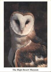 Common Barn Owl at The High Desert Museum, Bend Postcard