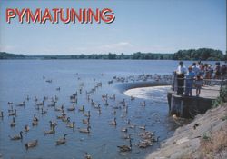 Pymatuning Lake Geese and Ducks at Linesville Spillway Postcard
