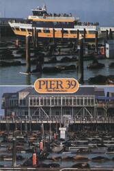 Pier 39 Sea Lions & Boats, San Francisco Postcard