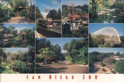 San Diego Zoo Scenes Postcard