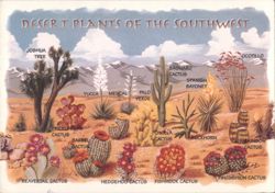 Desert Plants of the Southwest Postcard