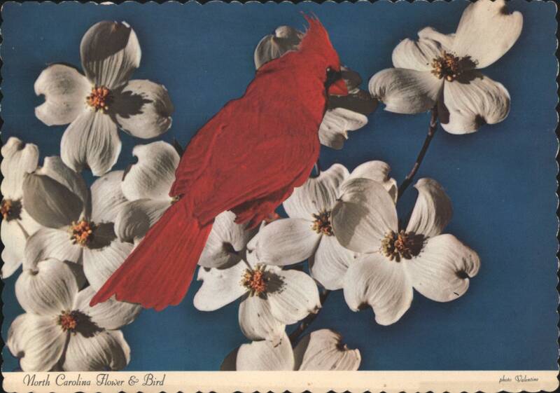 Cardinal Bird & Dogwood Blossoms, North Carolina Valentine