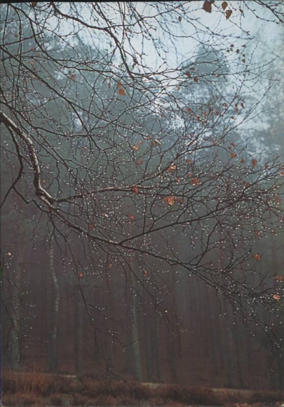 Regentag - Misty Forest Branches with Raindrops Ella Grenzmann