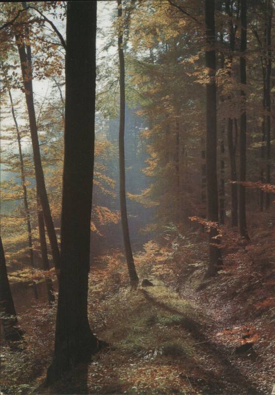 Solling Forest in Autumn Germany Dr. Schulze-Naumburg