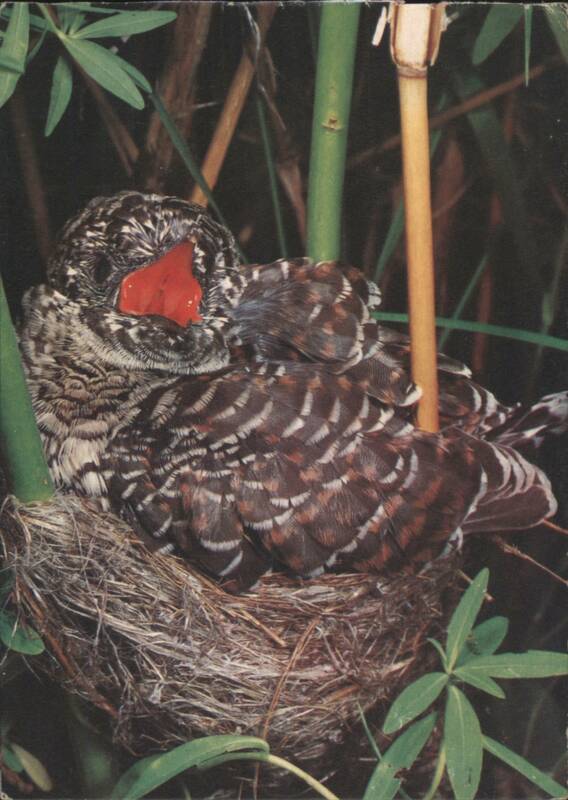 Young Cuckoo in Reed Warbler's Nest Herbert Zettl Birds