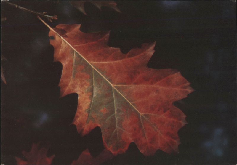 Autumn Oak Leaf Dr. Gerhard Mikulaschek Trees