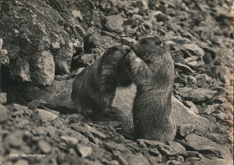 Marmot Pair, Allgäu Alps Germany