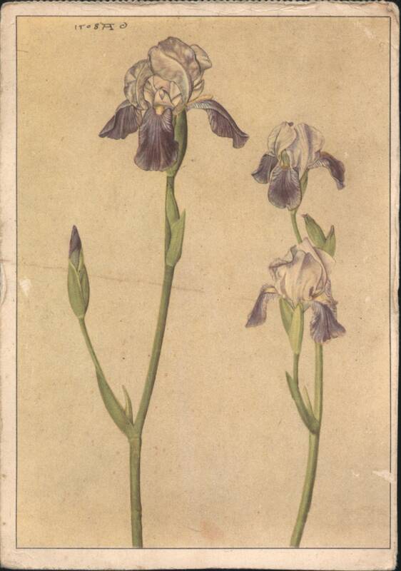 A. Dürer Irises Botanical Illustration Flowers