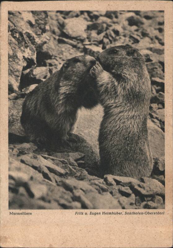 Two Marmots Interacting - Murmeltiere Fritz U. Eugen Heimhuber