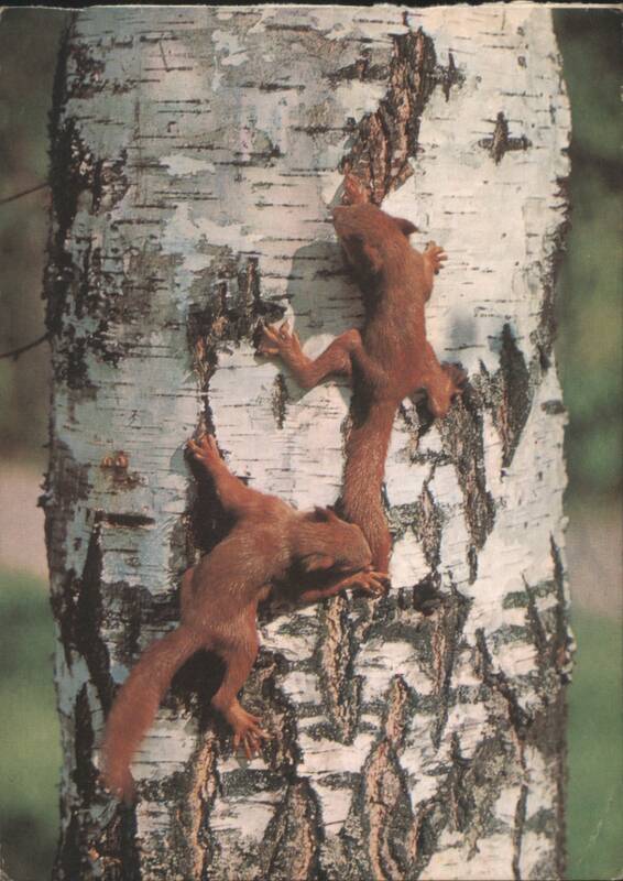 Two Squirrels on Birch Tree Trunk Bill Schröder