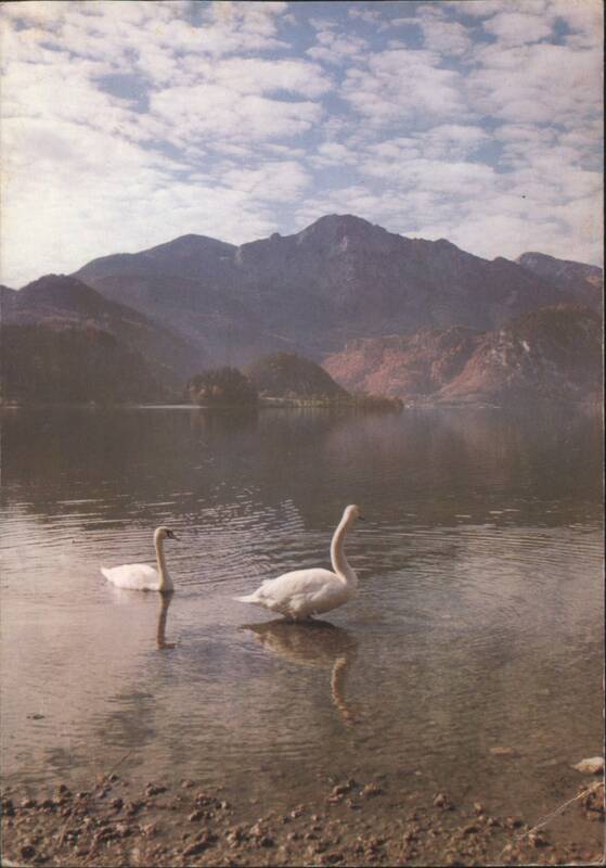 Kochelsee Swans, Mountains, Germany Robert Löbl