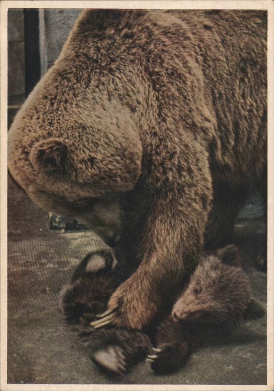 Brown Bear with Cubs at Wilhelma Zoo, Stuttgart Germany