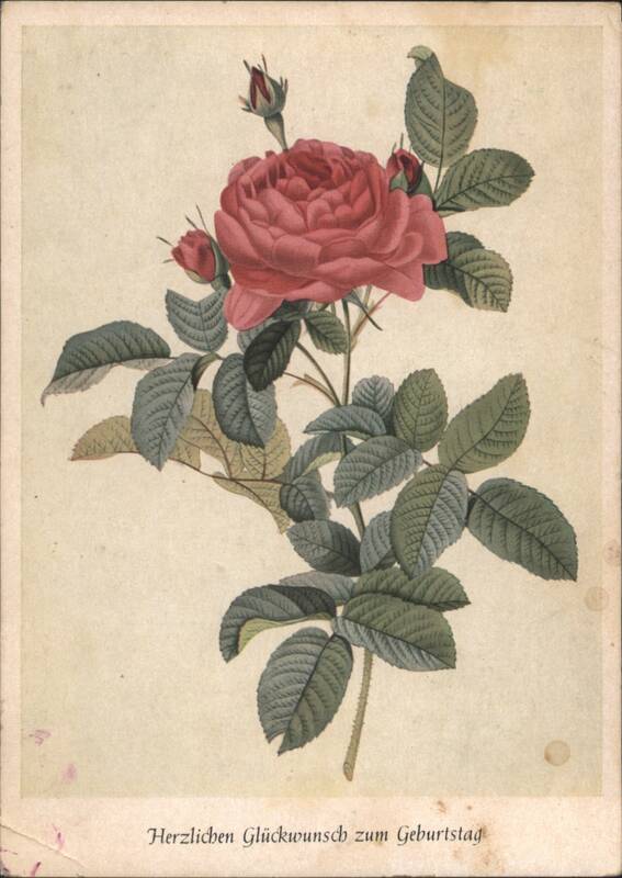 Red Rose Birthday Greeting, P. J. Redouté Art