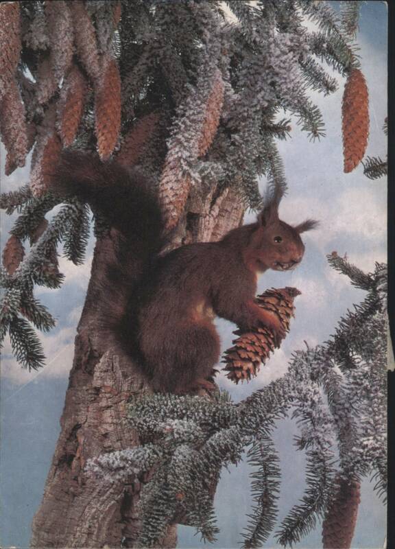 Squirrel on Snow-Covered Pine Tree with Cones Sylvia Thamm/Anthony