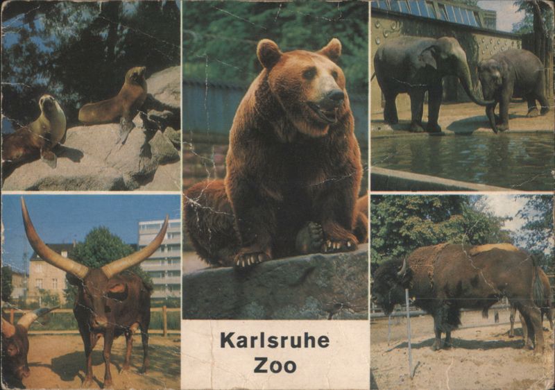 Karlsruhe Zoo Animals: Sea Lions, Watusi, Bear, Elephants, Bison Germany