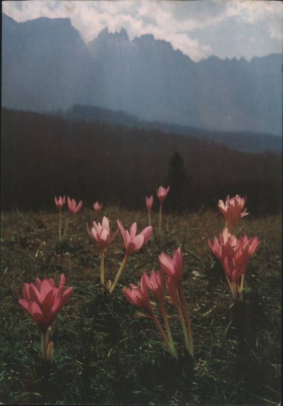 Herbstzeitlose Flowers, Mountain Landscape Friedrich Bormann