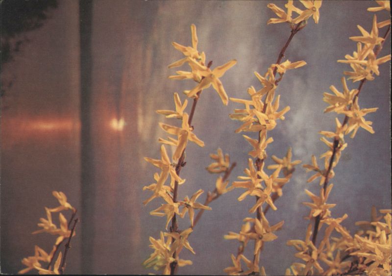 Spring Evening at Lake Constance, Yellow Flowers Friedrich Bormann