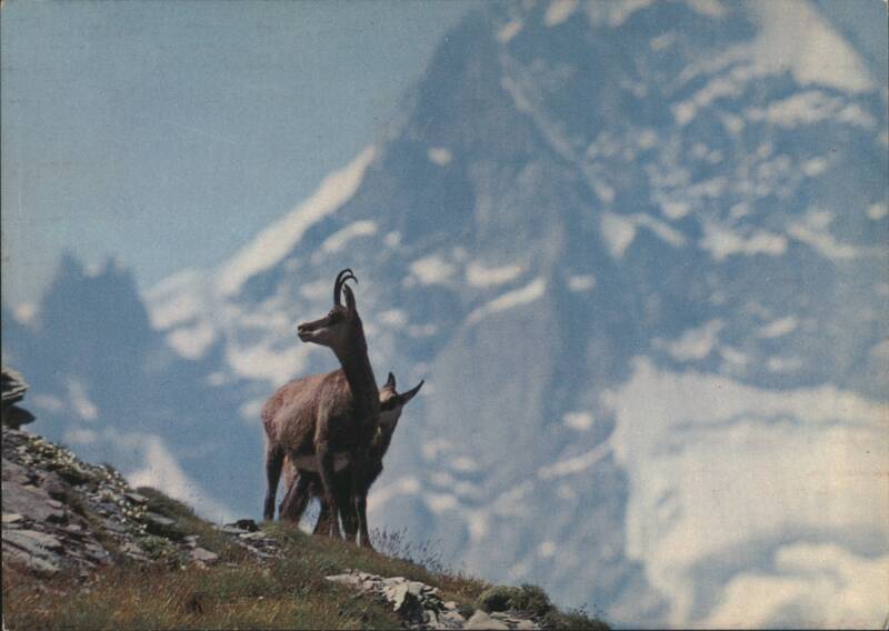 Chamois in Swiss Alps with Snow-Capped Mountains Switzerland