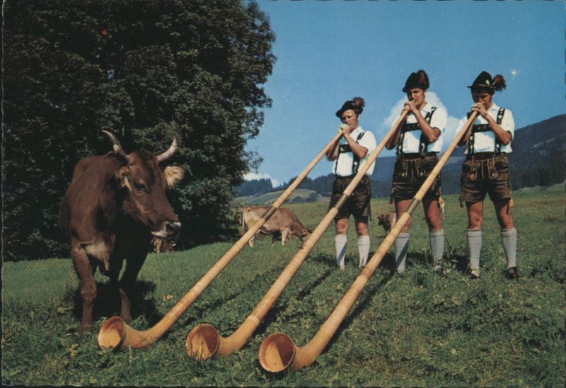 Alphorn Players with Cow in Alpine Meadow Füssen Germany