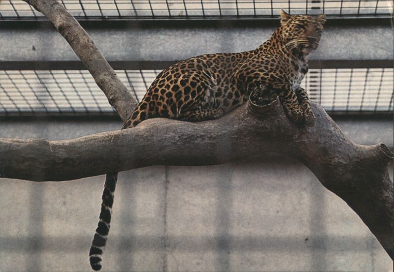 Leopard at Bad Cannstatt Wilhelma Germany
