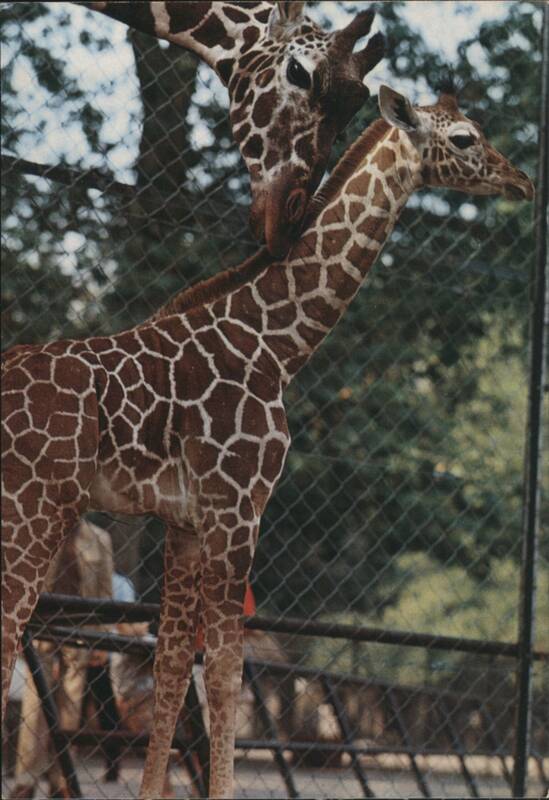 Bad Cannstatt Wilhelma Giraffes Germany
