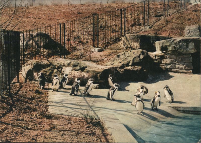 Penguin Family at Karlsruhe Zoo, Bundesgartenschau 1967 Germany