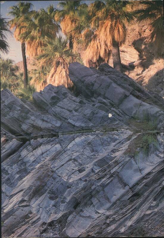 Palm Trees Reflected in Pool, Palm Springs Indian Canyons California