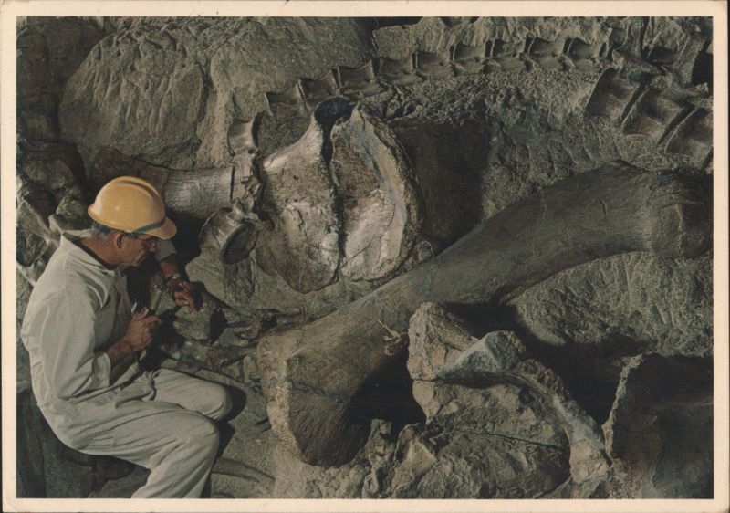 Technician Unearths Camarasaurus Fossil, Dinosaur National Monument Utah