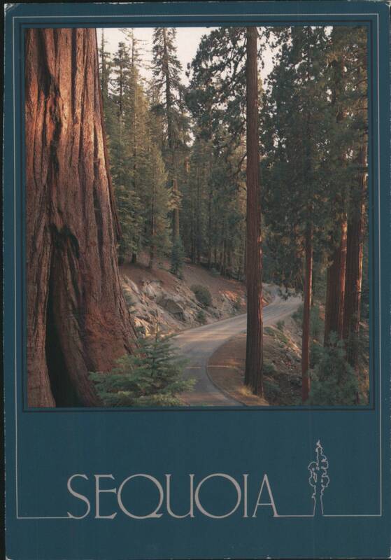 Sequoia National Park Giant Trees Winding Road California