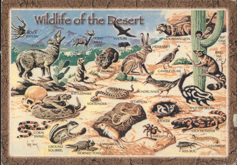 Wildlife of the Desert - Animals & Reptiles Illustration