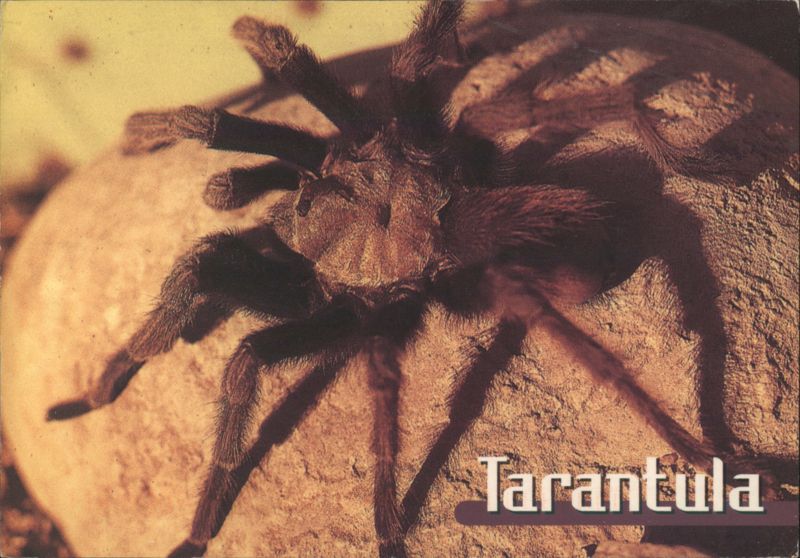 Tarantula (Aphonopelma species) on Rock Willis Peterson