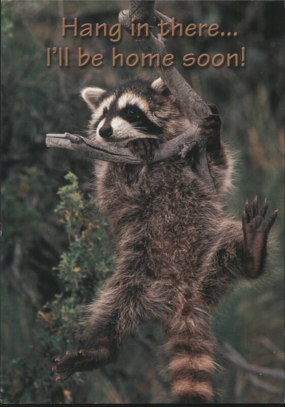 Raccoon Hanging from Branch, Hang in there... I'll be home soon!