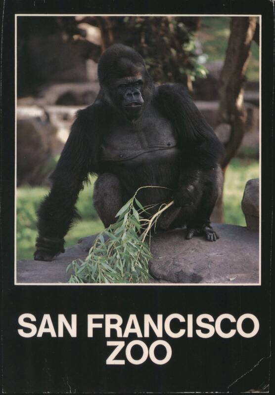 San Francisco Zoo Gorilla California Ron Kimball