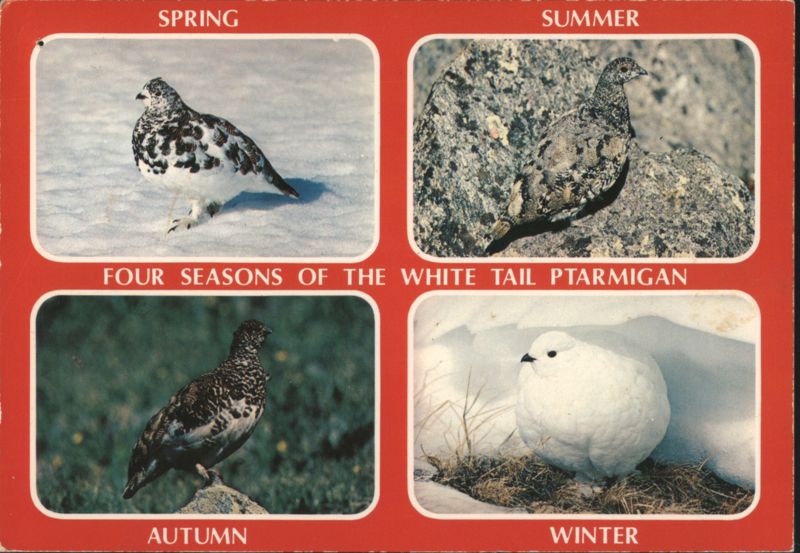 Four Seasons of the White Tail Ptarmigan Ray Richardson