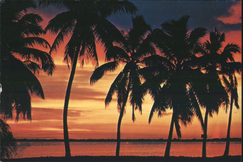 A Beautiful Tropical Sunset with Palm Trees Time of Day