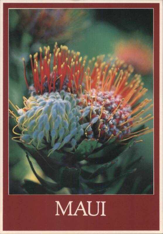 Maui's Protea Flowers Hawaii Veronica Carmona